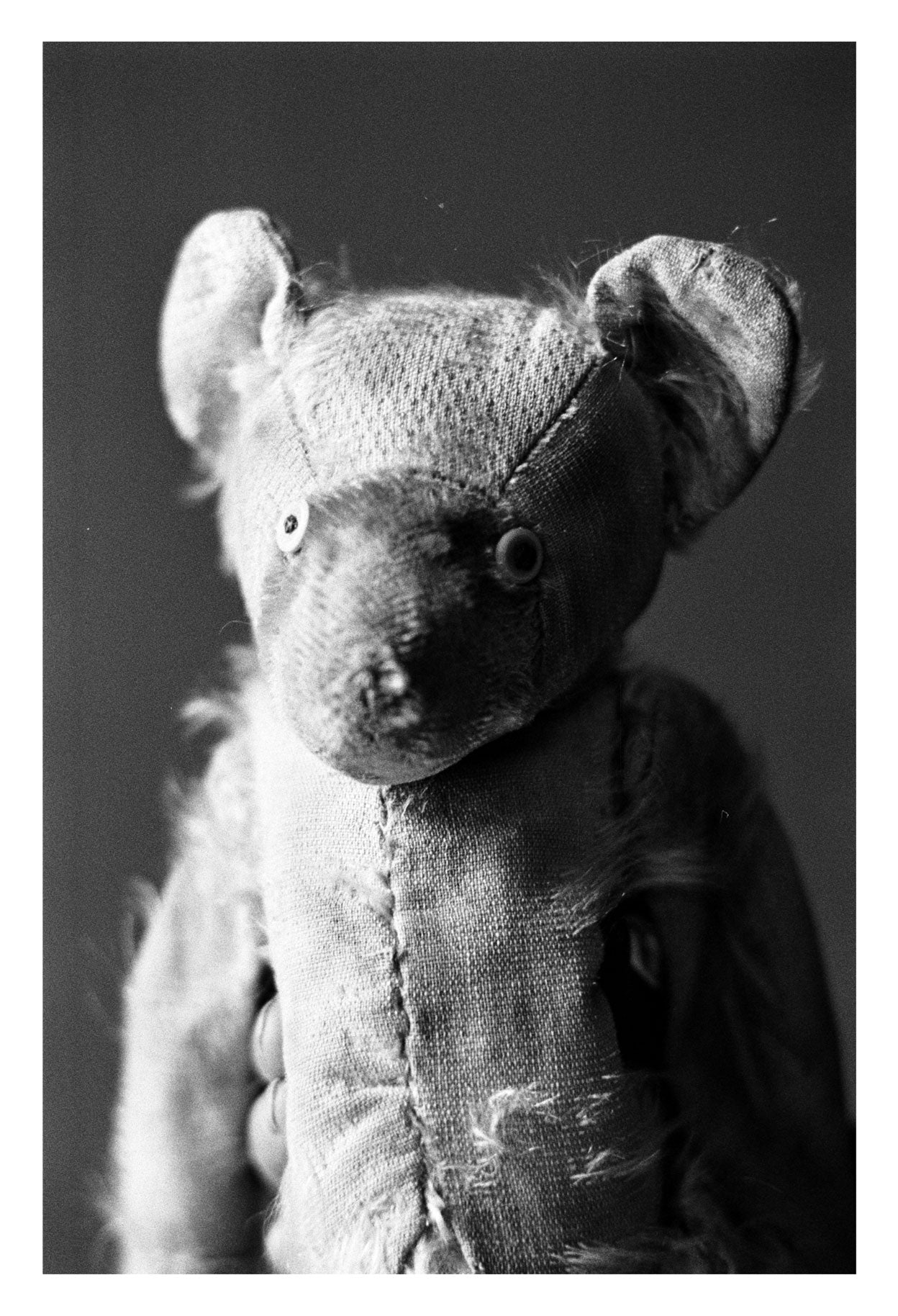 Helena Van Der Kraan 写真集 Helena van der Kraan / Portrait Bear #2 (ed. of 8)