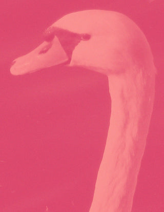 Paul Kooiker / Black Meat, 2007 (ed. of 10)