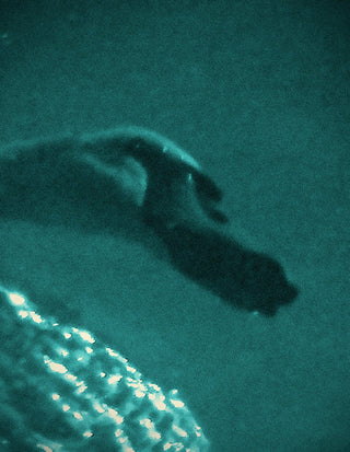 Madé van Krimpen - Paul Kooiker