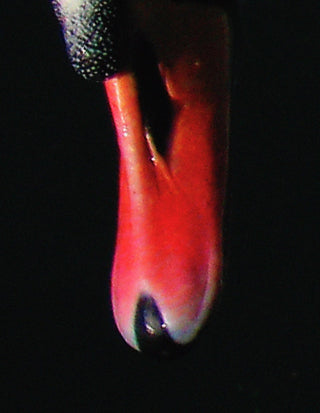 Madé van Krimpen - Paul Kooiker