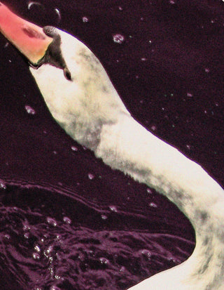 Madé van Krimpen - Paul Kooiker